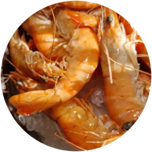Fish 2