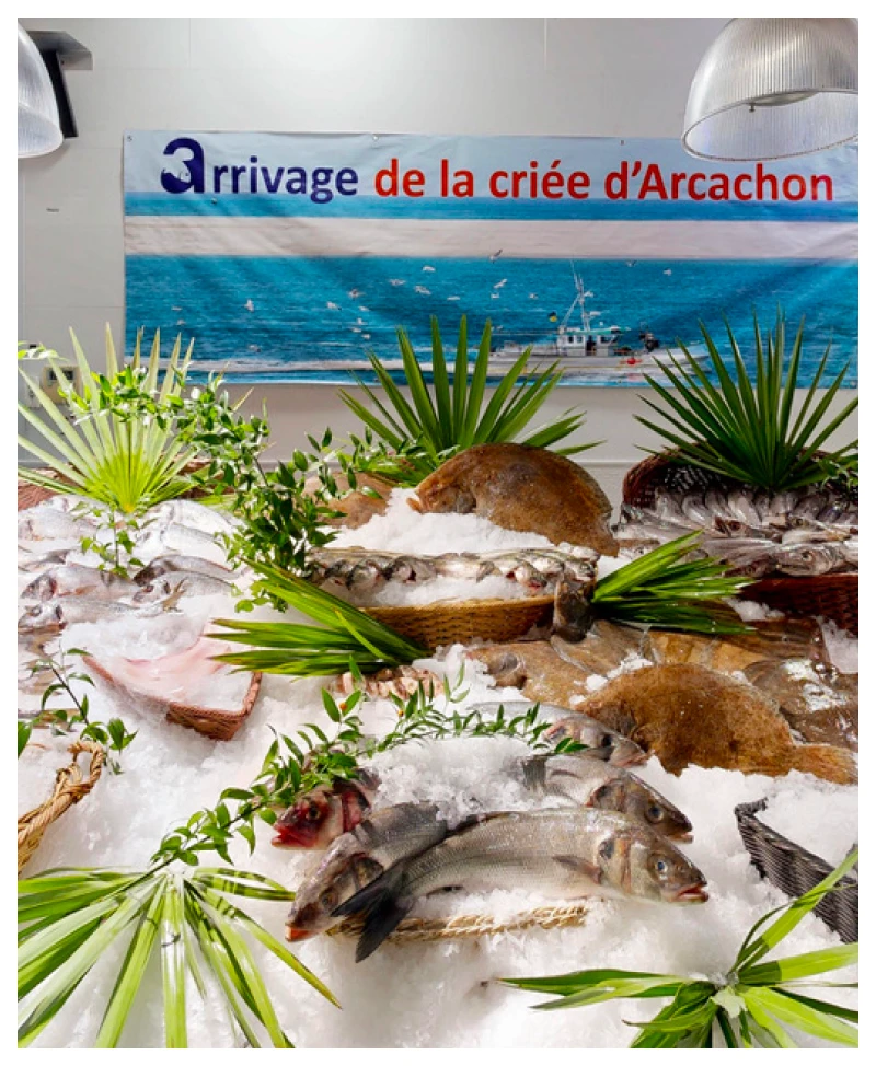 Maree Bleue Poissonnerie En Ligne Yvrac Maree Bleue Poissonnerie En Ligne Yvrac Votre Poissonnerie A Arcachon Maree Bleue Poissonnerie En Ligne Yvrac Maree Bleue Poissonnerie En Ligne Yvrac Votre Poissonnerie A Arcachon